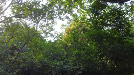 Grüne-Natur-Wald-Dschungel-Regenwald-POV-Drohnenansicht-Minca,-Kolumbien
