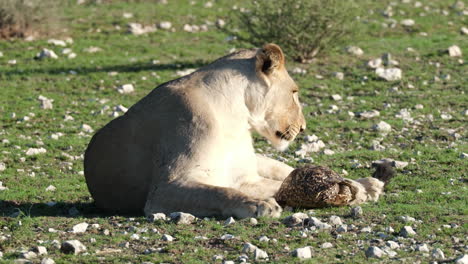 Wild-Lioness-And-Turtle-Resting-Under-The-Sun-In-South-Africa