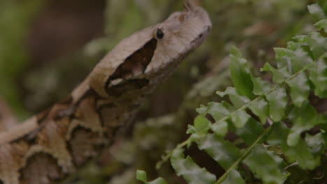 Close-up-of-gaboon-viper-tongue