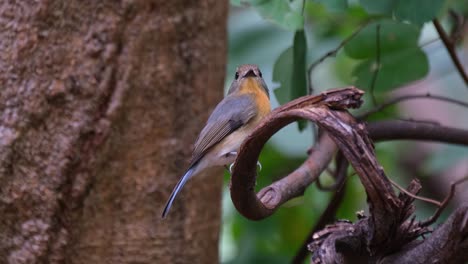 La-Cámara-Se-Aleja-Cuando-Este-Pájaro-Mira-Hacia-La-Derecha-Y-Luego-Hacia-La-Cámara-Durante-Un-Día-Ventoso-En-El-Bosque,-Papamoscas-Azul-Indochino-Cyornis-Sumatrensis-Hembra,-Tailandia