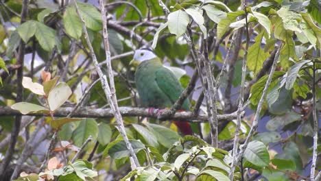 Cute-Black-Naped-Fruit-Dove-Perched-on-the-tree