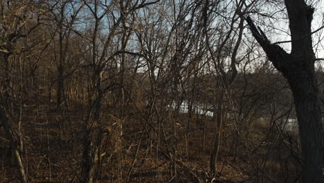 Abgestorbene-Bäume-über-Dem-Uferwald-In-Der-Nähe-Des-Lake-Flint-Creek,-Arkansas,-Usa