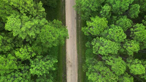 Aerial-view-travelling-above-an-old-logging-road-dividing-a-Pine-Forest-Plantation