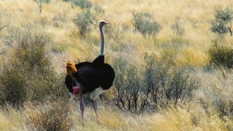 Male-ostrich-in-his-magnificent-plumage-spreads-wings,-leaves-behind-some-droppings-and-struts-away-through-high-grass
