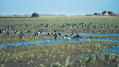 Wandernde-Wildgänse-Auf-Der-überfluteten-Wiese-Im-Ländlichen-Dänemark