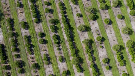 Luftaufnahme-Von-Oben-Auf-Orangenbäume-In-Zitrusfarm-In-Florida