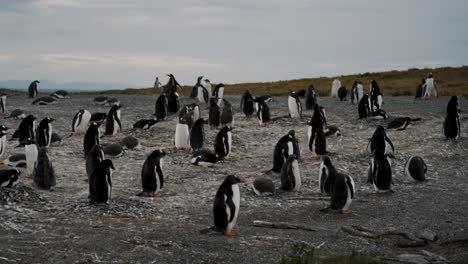 Colony-Of-Gentoo-Penguins-In-Isla-Martillo,-Tierra-del-Fuego,-Argentina---Wide-Shot