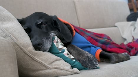 A-tired-senior-labrador-wrapped-in-a-red-blanket-and-wearing-a-jacket-while-sleeping-on-a-couch-during-a-the-winter