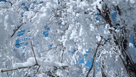 Spaziergang-Durch-Den-Schneebedeckten-Winterwald-An-Einem-Tag-Mit-Klarem-Himmel