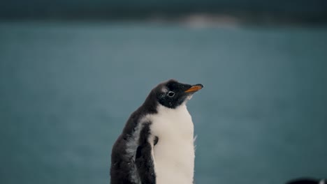 Eselspinguin-Schaut-Sich-Auf-Der-Isla-Hammer,-Feuerland,-Argentinien-Um-–-Aus-Nächster-Nähe