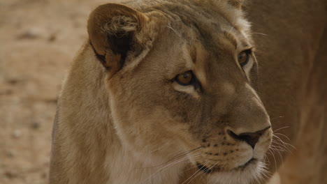 Extreme-close-up-of-a-beautiful-lioness