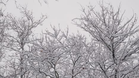 Snowing-Over-Snowy-Tree-Branches-In-Frozen-Winter