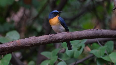 Mirando-Directamente-Hacia-La-Cámara-Y-Luego-Gira-La-Cabeza-Hacia-La-Derecha,-Papamoscas-Azul-Indochino-Cyornis-Sumatrensis-Macho,-Tailandia