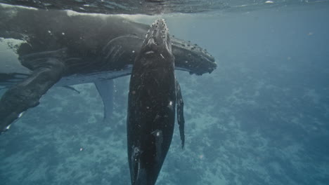 Unterwasser-Geburtsgeschichte-Eines-Neugeborenen-Walkals-Im-Königreich-Tonga