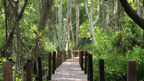 Wooden-Pathway-Through-Mangrove-Trees-In-The-Forest-In-Rayong,-Thailand