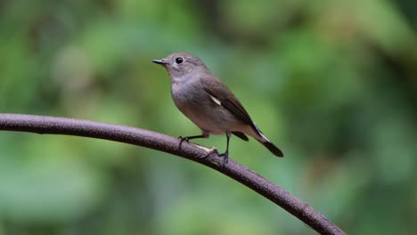 Seen-on-a-bent-branch-hops-around-to-fly-away,-Red-throated-Flycatcher-Ficedula-albicilla,-Thailand