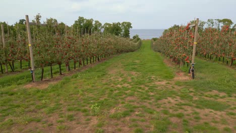 Rows-of-trees-in-apple-orchard-near-the-sea