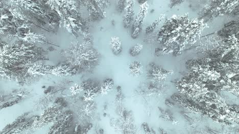 Vogelperspektive-Von-Schneebedeckten-Kiefern-Im-Wald-In-Lappland,-Finnland