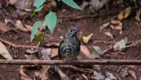 Shaking-its-wings-and-body-to-dry-itself-then-flies-away-towards-the-camera-on-the-left-hand-side,White-throated-Rock-Thrush-Monticola-gularis,-THailand