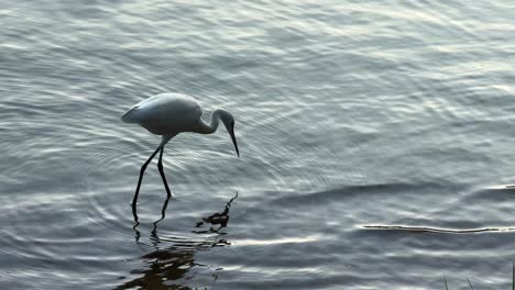 Stork-avian-migratory-bird-looking-for-food-shallow-water-lake-Lumpini-park