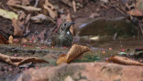 Sacudiendo-Sus-Plumas-Y-Sumergiendo-Su-Cabeza-En-El-Agua,-Zorzal-De-Garganta-Blanca-Monticola-Gularis,-Tailandia