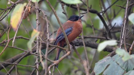 A-Rufous-Sibia-perched-in-the-canopy-of-a-tree-in-the-jungle