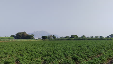 Vermessung-Eines-Mit-Chili-Pfeffer-Pflanzen-Geschmückten-Feldes-In-Indien,-Eingerahmt-Von-Einer-Fernen-Bergkulisse