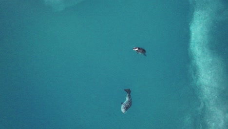 Seals-with-Spots-in-Jokulsarlon-Glacier-Lagoon-in-South-Iceland---Drone-Shot