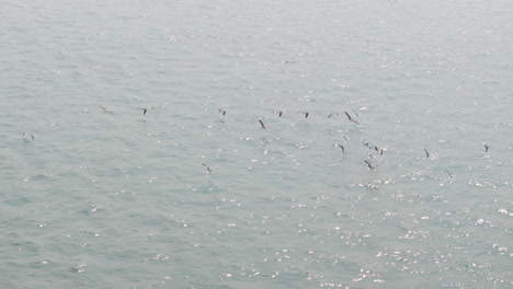 Aerial-follow-shot-of-birds-flying-over-the-sea