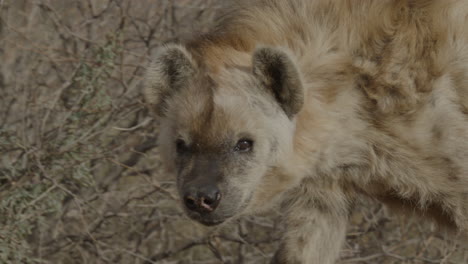 Afrikanische-Hyäne-Läuft-Hautnah-Im-Gebüsch
