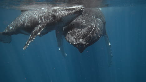 Amazing-Underwater-Footage-Of-Humpback-Whales-In-Vava'u,-Tonga