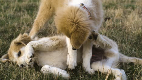 Playful-Anatolian-Shepherd-And-The-Great-Pyrenees-Mix-Breed-Puppies