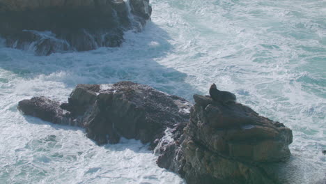 Big-Sur-Wildlife---Wide-shot-of-Sea-Lion-resting-on-rock-as-large-waves-splash