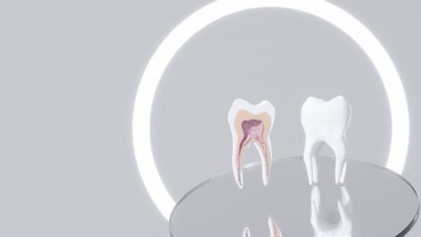 Cross-section-of-tooth-rotating-in-dentist-studio-healthcare-prevention-concept-3d-rendering-animation