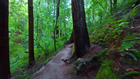 Wandern-Auf-Den-Wanderwegen-Im-Redwood-Wald-Des-Muir-Woods-National-Monument-In-Kalifornien,-USA
