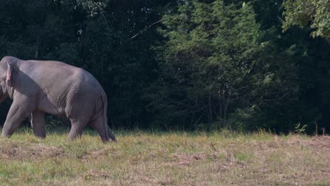 Bewegt-Sich-Nach-Links-Außerhalb-Des-Waldes-Mit-Seinem-Baumelnden-Rosa-Ding,-Indischer-Elefant-Elephas-Maximus-Indicus,-Thailand