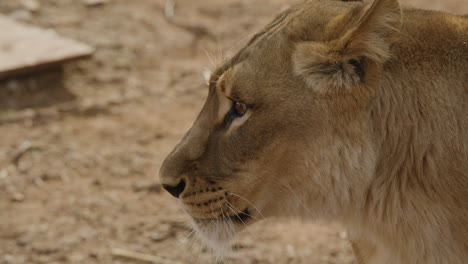 Perfil-Lateral-De-Leona-Africana-Lamiendo-Labios