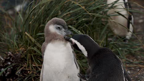 Magellanic-Penguin-Adult-Grooming-Its-Chick-At-The-Penguin-Island-In-Tierra-del-Fuego,-Argentina