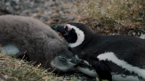 Erwachsener-Magellanpinguin-Und-Küken-Auf-Der-Insel-Martillo-In-Feuerland,-Argentinien