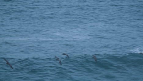 Big-Sur-Wildlife-Pelican-Flock-flying-over-crashing-waves