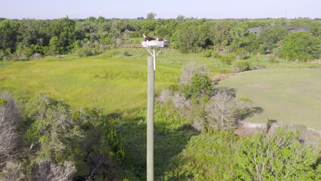 Aerial-view-of-osprey-in-nest-atop-wooden-pole-in-suburban-woodlands