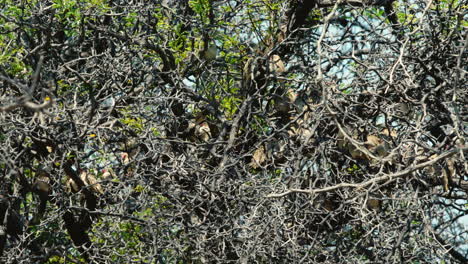 Bandada-De-Quelea-De-Pico-Rojo-Posadas-En-Un-árbol-Espinoso-Con-Algunas-Hojas