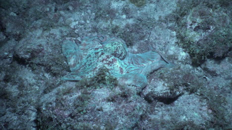 A-Caribbean-reef-octopus-moves-along-the-ocean-floor-at-night,-undulating-and-changing-colors