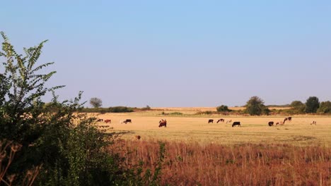 Cows-on-pasture-on-a-sunny-day