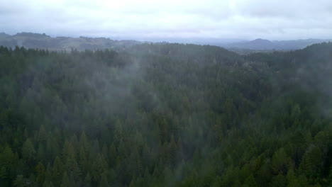 Immergrüne-Redwoods-An-Einem-Nebligen-Morgen-Im-Muir-Woods-National-Monument,-Kalifornien,-Usa