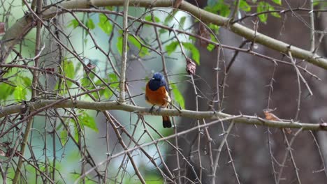 A-Blue-Fronted-Redstart-singing-while-perched-on-a-branch