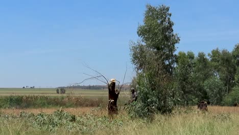 Deforestation,-Black-man-felling-a-tree-and-cut-it-smaller-with-a-chainsaw