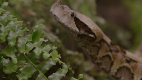 Gaboon-viper-face-extreme-close-up