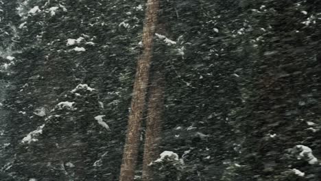 Blizzard,-Winter-Storm-In-The-Forest-Near-Gulmarg,-Kashmir,-India