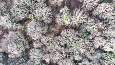 Luftaufnahme-Aus-Der-Vogelperspektive,-Die-über-Einem-Waldweg-Mit-Abgestorbenen-Winterbäumen-Thront
